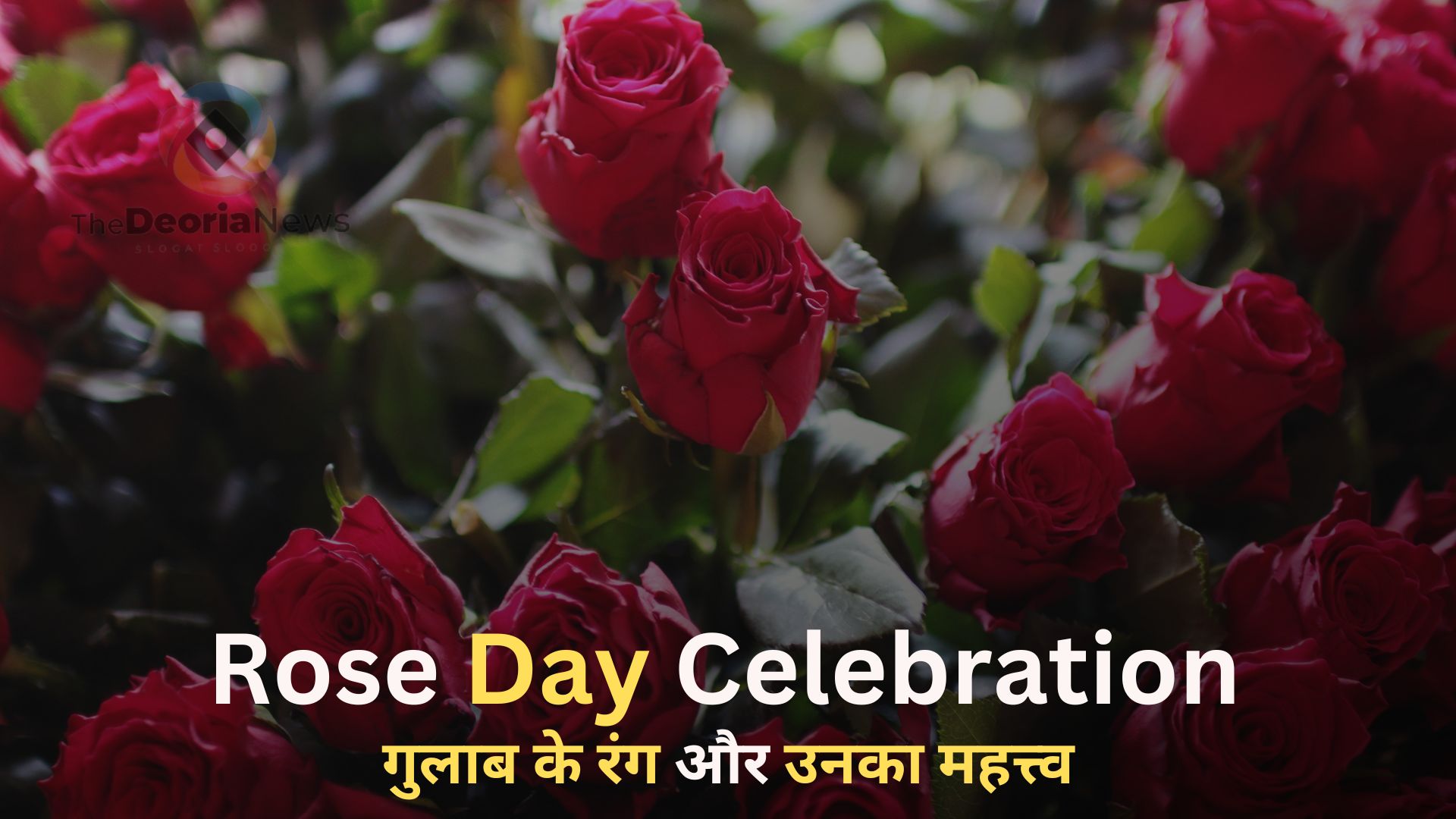 Rose Day Celebration,गुलाब के रंग और उनका महत्त्व